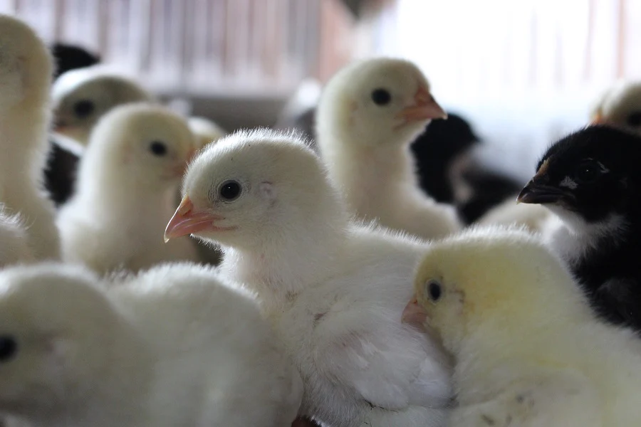 Bold Fashion, Freshly Hatched