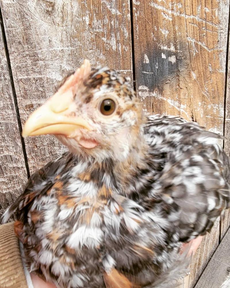 55 Flowery Hen Fertile Hatching Eggs - Image 3