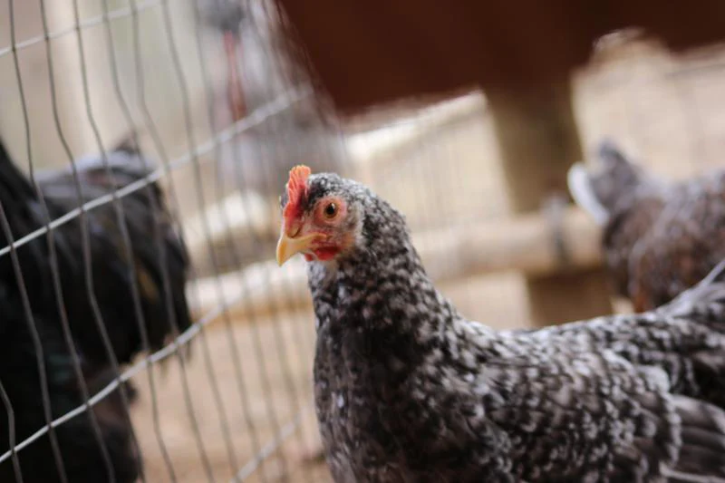 55 Flowery Hen Started Young Pullet Hen - Image 3