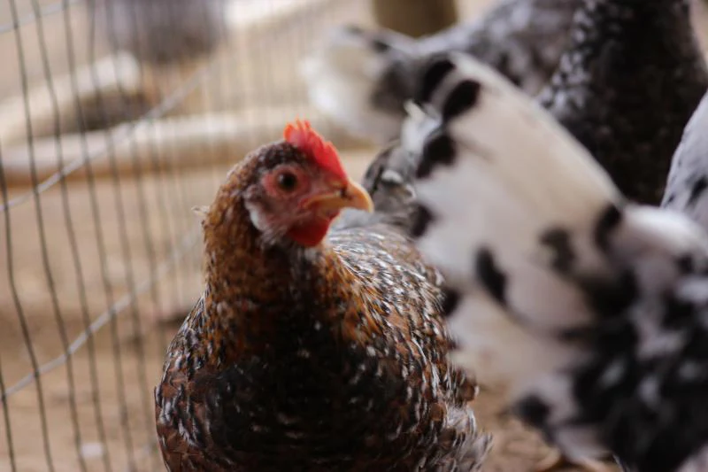 55 Flowery Hen Started Young Pullet Hen - Image 4