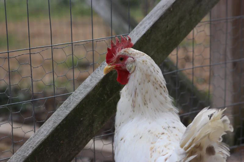 55 Flowery Hen Started Young Pullet Hen - Image 6