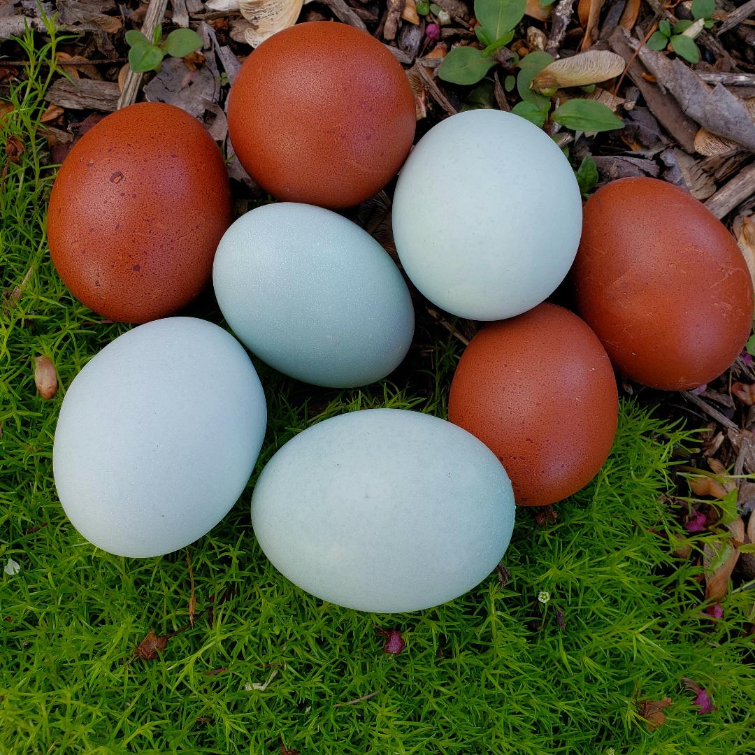 Ameraucana Blue Egg layer Started Young Pullet Hen - Image 3