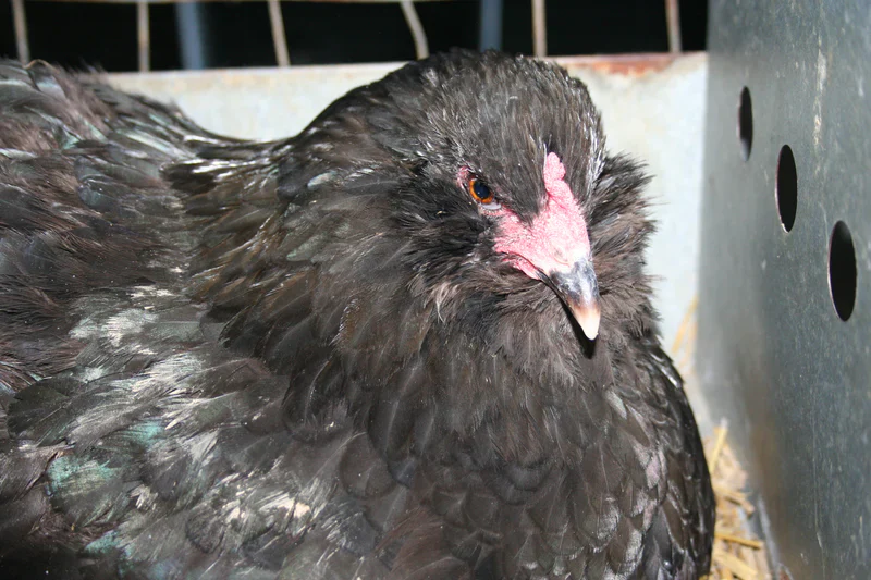 Ameraucana Blue Egg layer Started Young Pullet Hen - Image 6