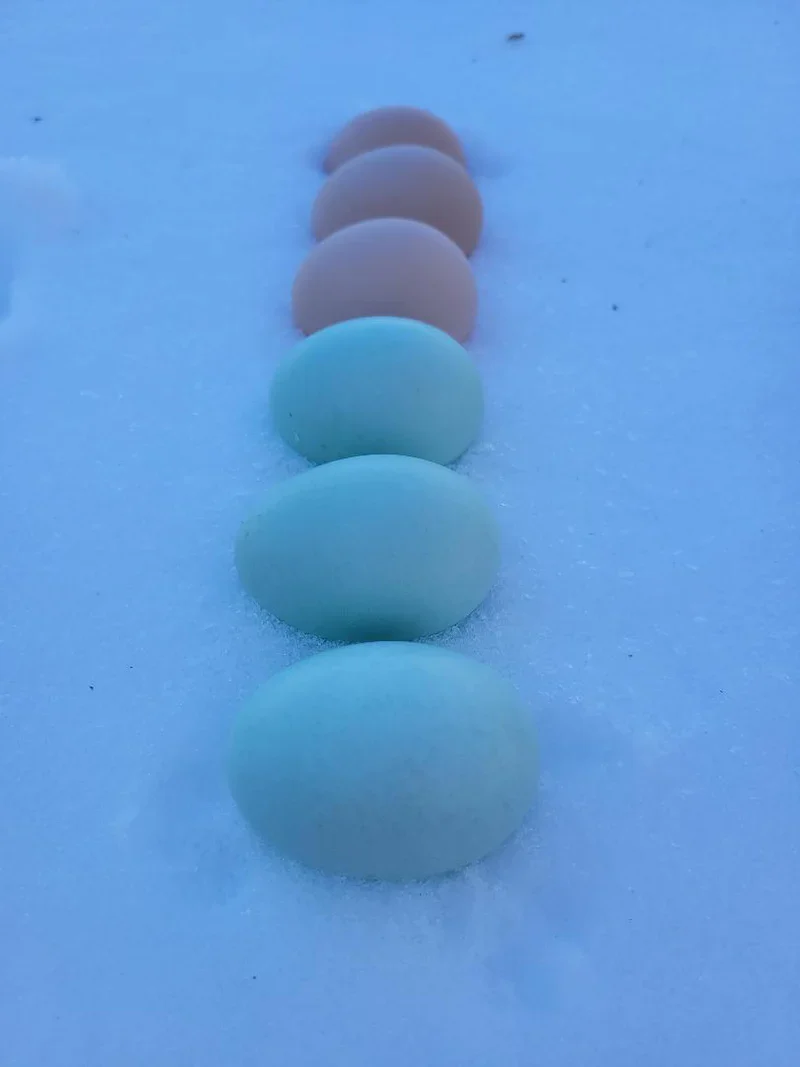 Ameraucana Blue Egg layer Started Young Pullet Hen - Image 7