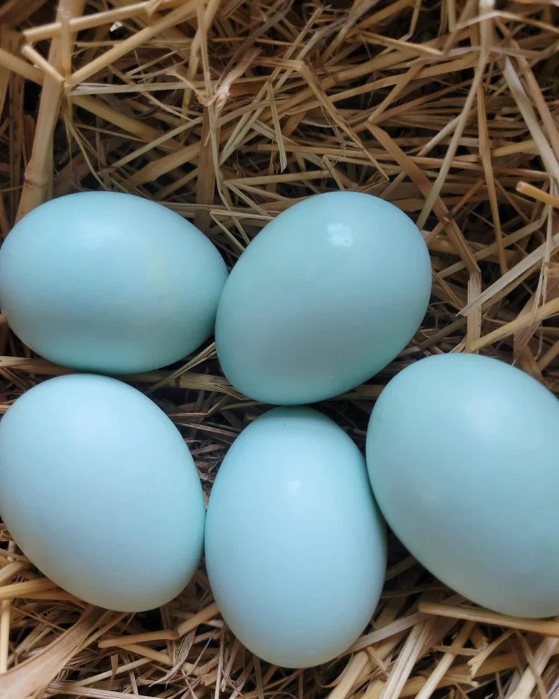 Ameraucana Blue Egg layer Started Young Pullet Hen - Image 8
