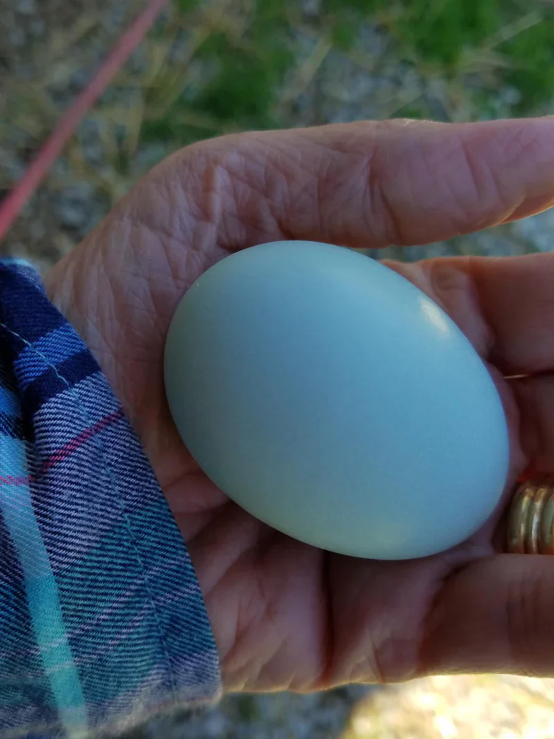Ameraucana Blue Egg layer Started Young Pullet Hen - Image 9