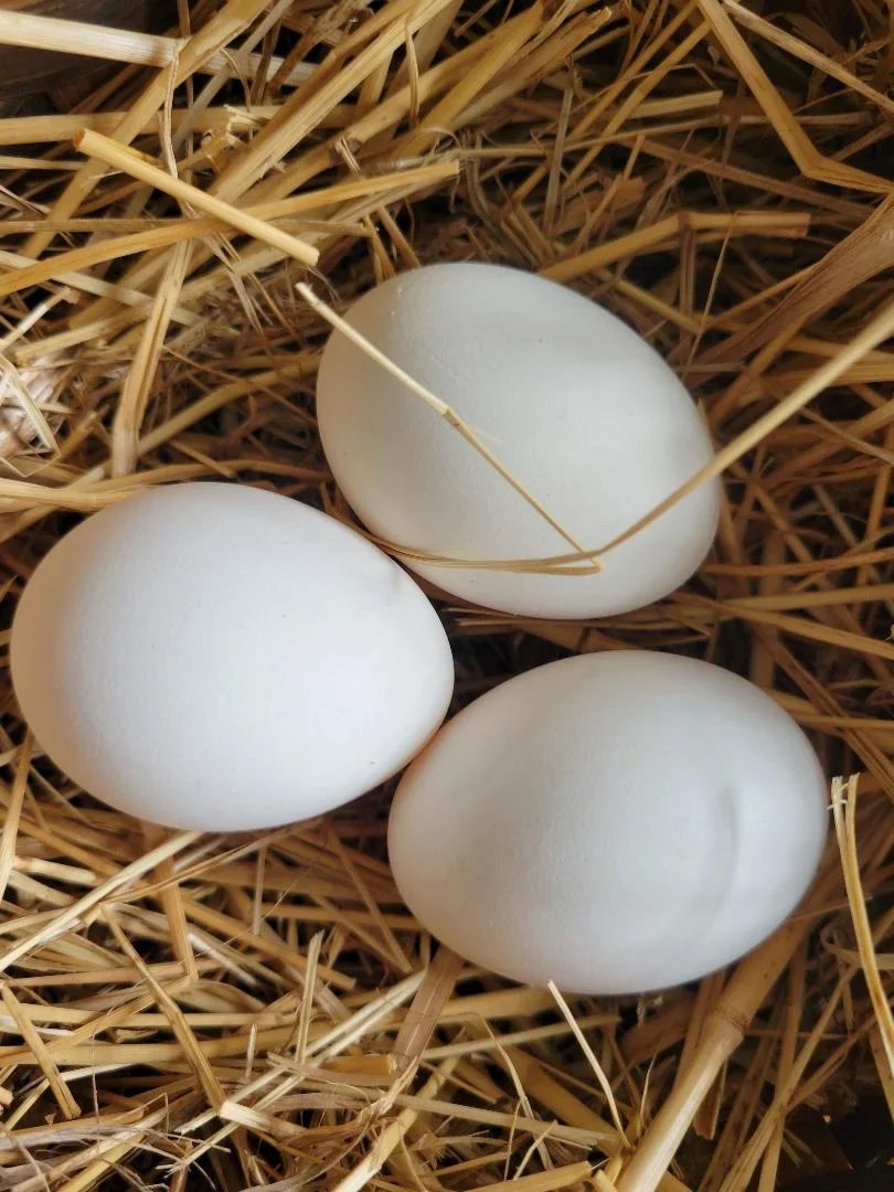 Appenzeller Silver Spitzhauben Chicks - Image 6