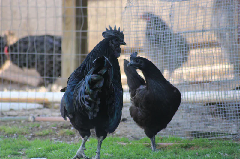 Ayam Cemani / Black Chicken Fertile Hatching Eggs - Image 6