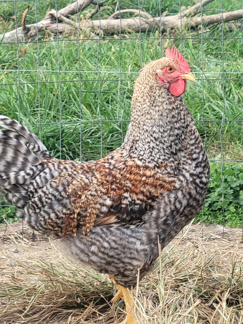 Bielefelder Fertile Hatching Eggs - Image 7
