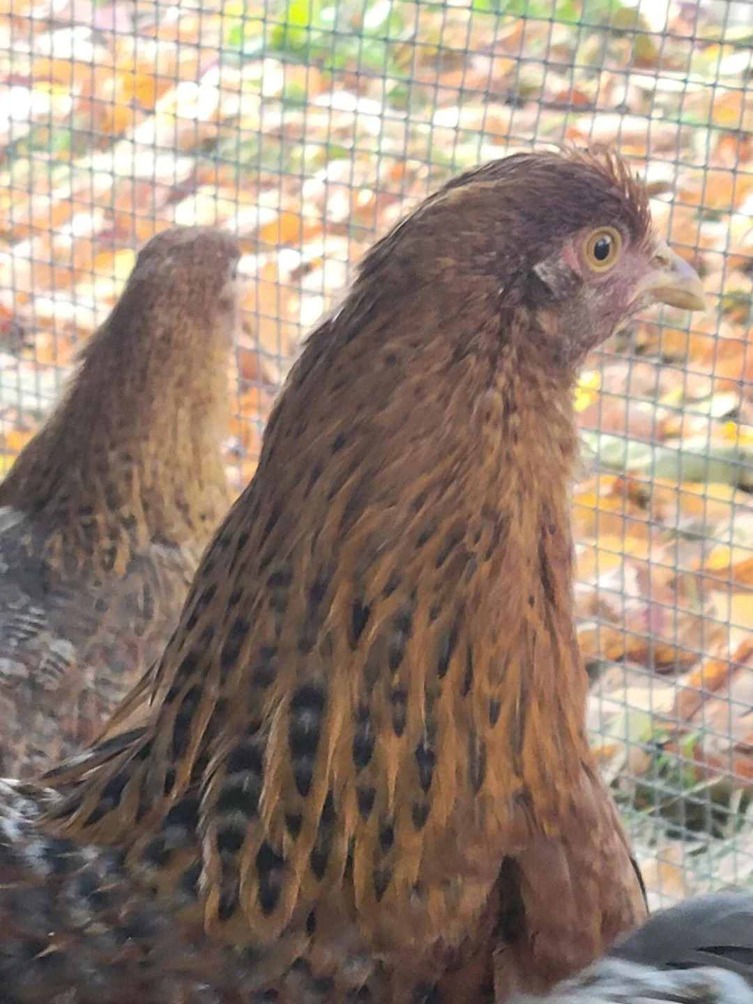 Bielefelder Pullets Hens 7 to 8 Weeks Old Ready Now. Great Egg Layer - Image 3