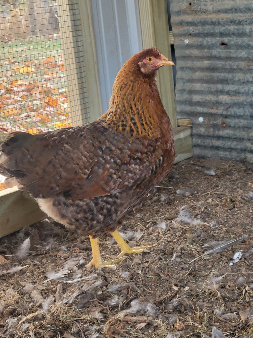 Bielefelder Pullets Hens 7 to 8 Weeks Old Ready Now. Great Egg Layer - Image 4