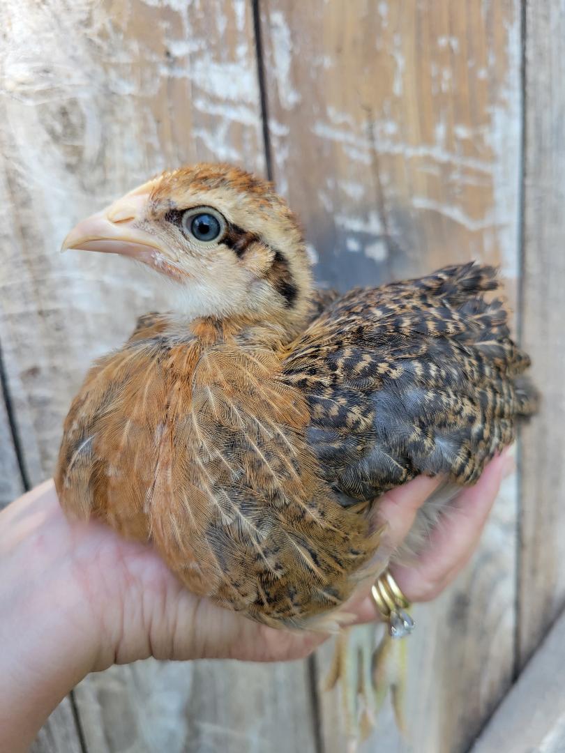 Bielefelder Pullets Hens 7 to 8 Weeks Old Ready Now. Great Egg Layer - Image 6