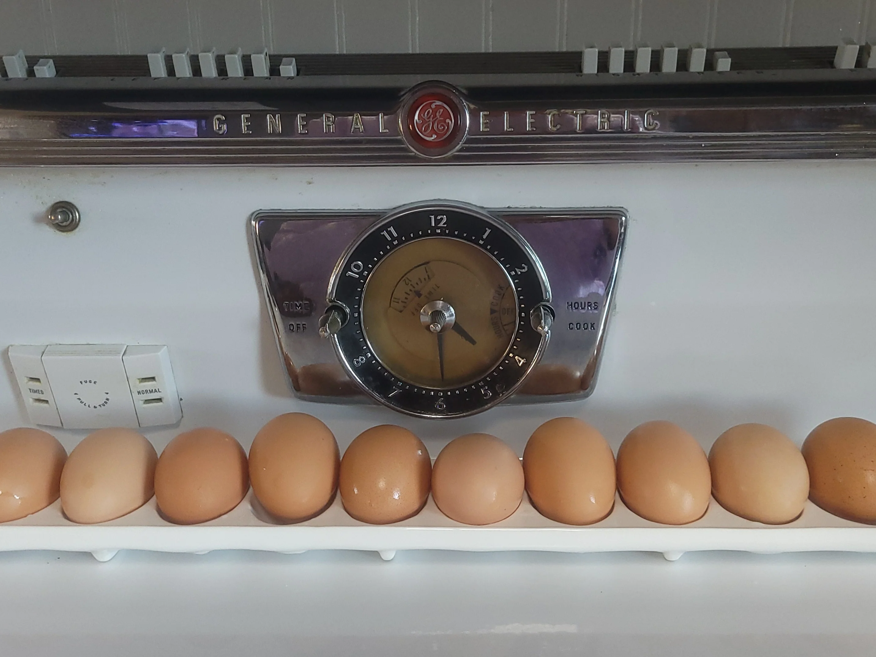 Bielefelder Pullets Hens 7 to 8 Weeks Old Ready Now. Great Egg Layer - Image 7