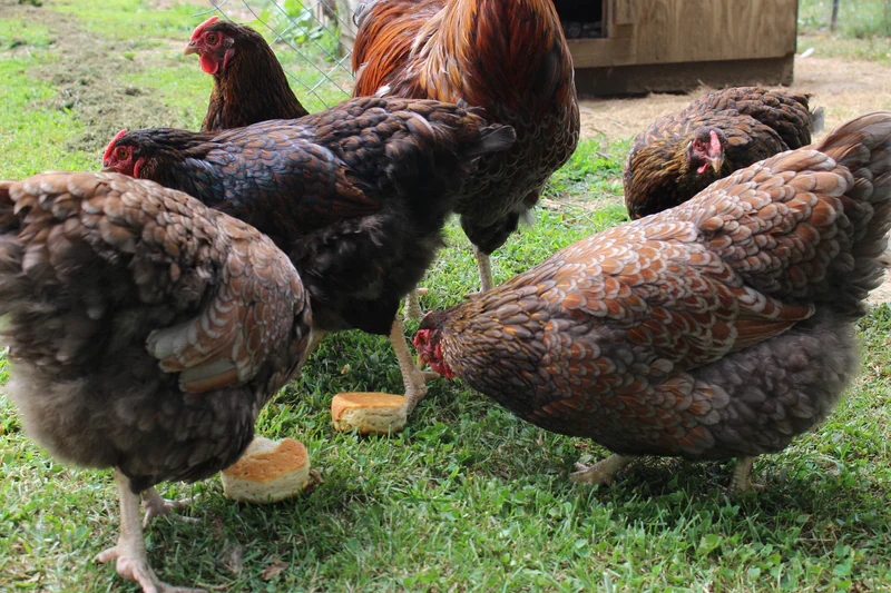 Blue Laced Red Wyandotte Chicks - Image 9
