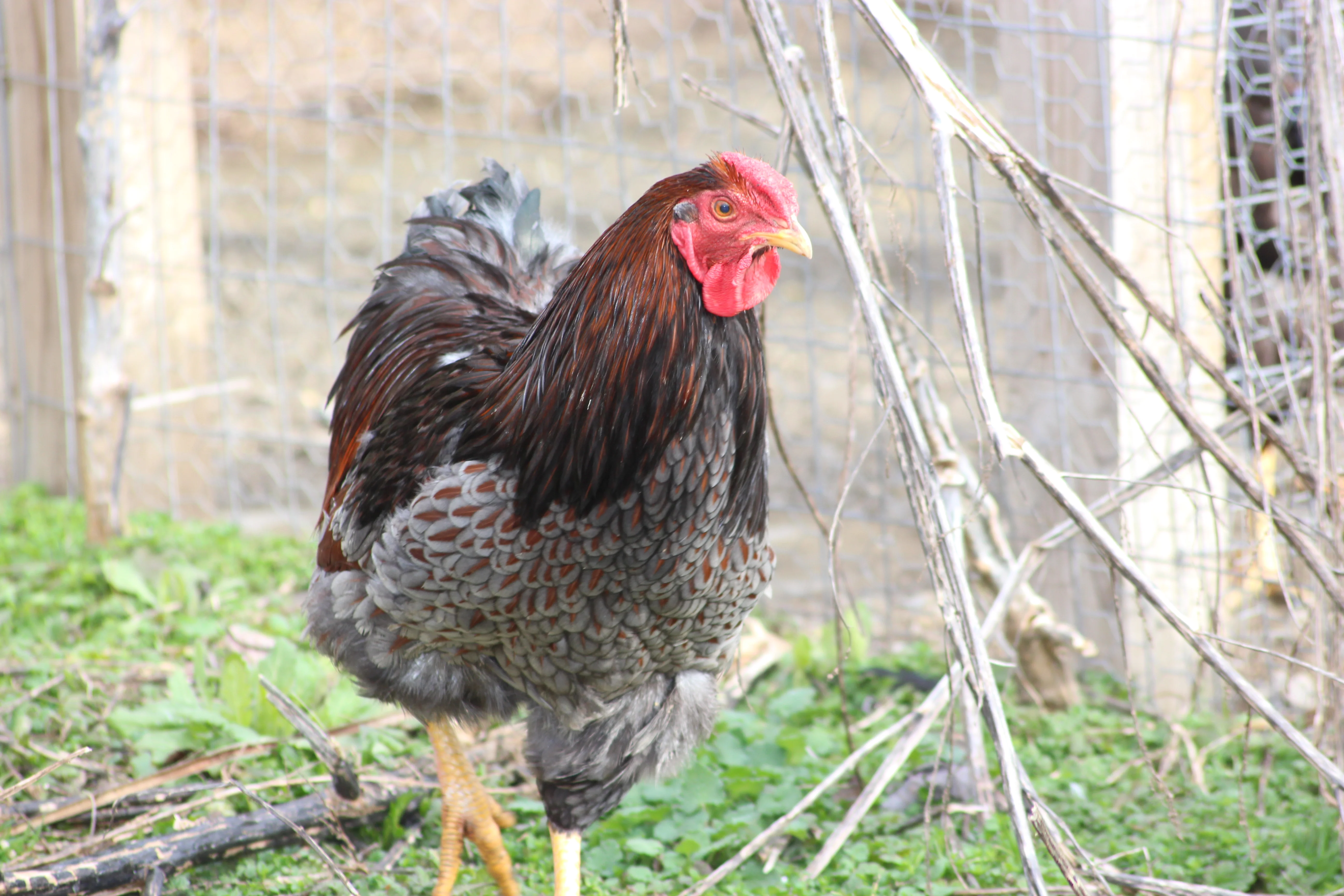 Blue Laced Red Wyandotte Started Young Pullet Hens (Available Now) - Image 11