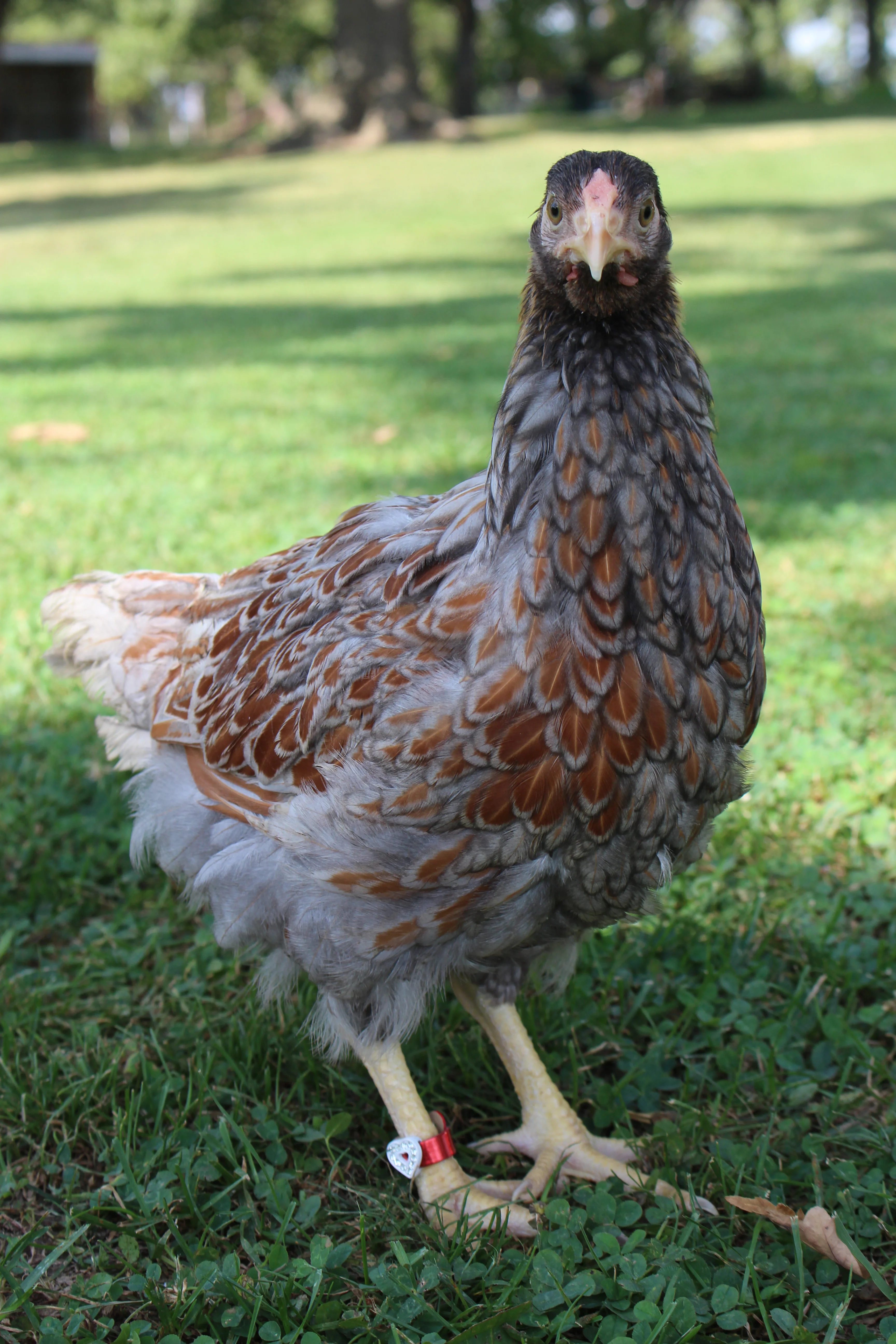 Blue Laced Red Wyandotte Started Young Pullet Hens (Available Now) - Image 3