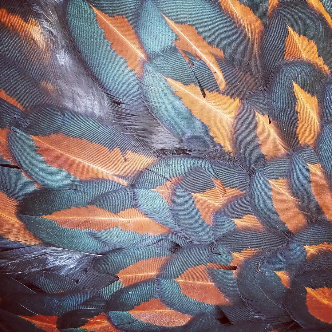 Blue Laced Red Wyandotte Started Young Pullet Hens (Available Now) - Image 5