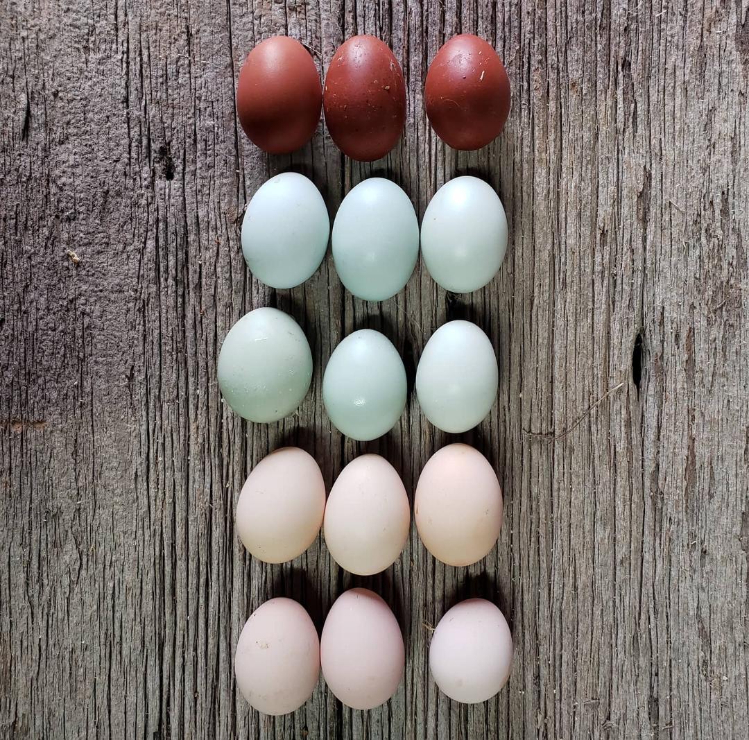 Blue Laced Red Wyandotte Started Young Pullet Hens (Available Now) - Image 9