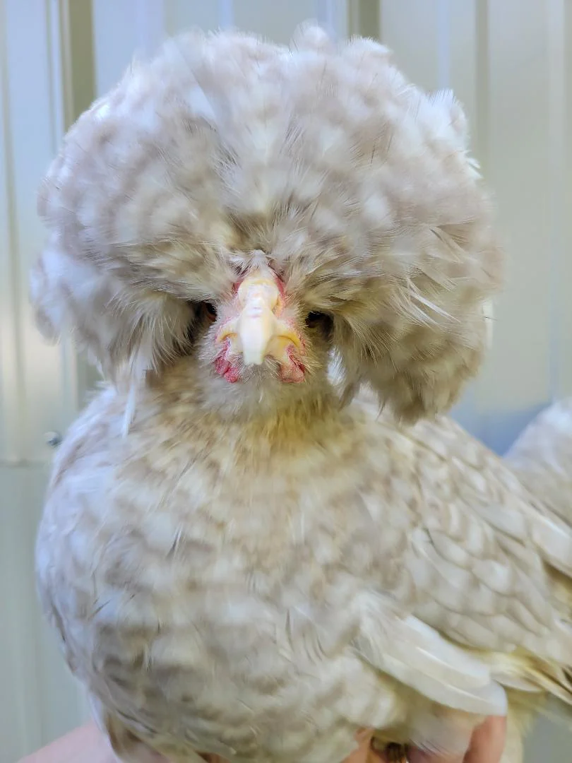 Chicken Scratch Poultry Gift Card - Image 2