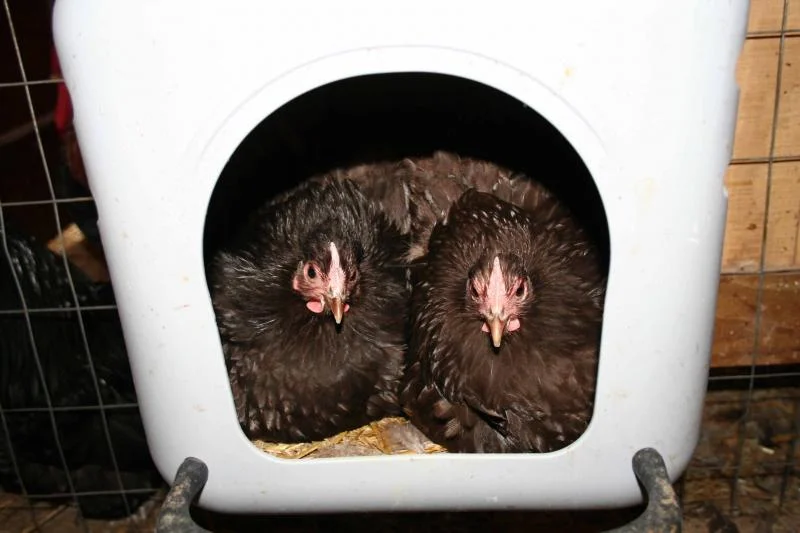 Chocolate Orpington Bantam Chicks - Image 3