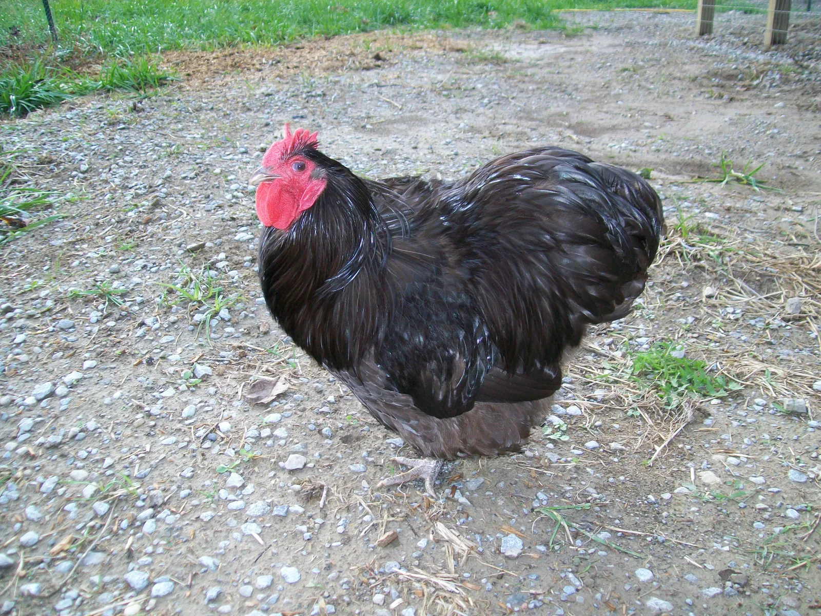 Chocolate Orpington Bantam Chicks - Image 5