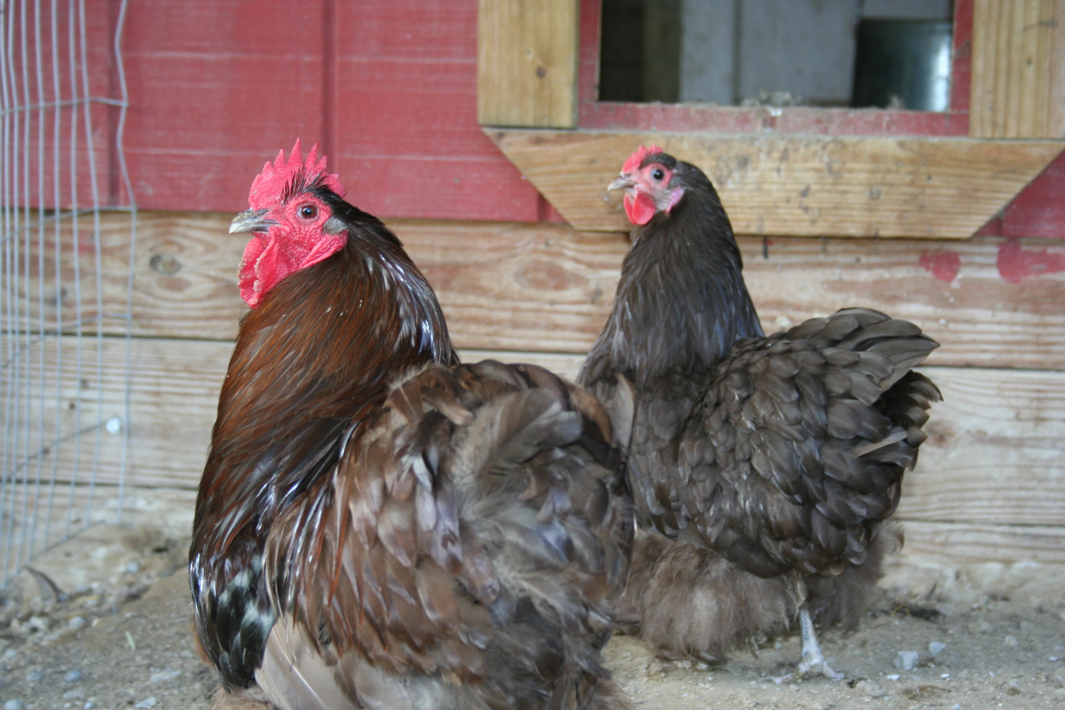 Chocolate Orpington Bantam Chicks - Image 7