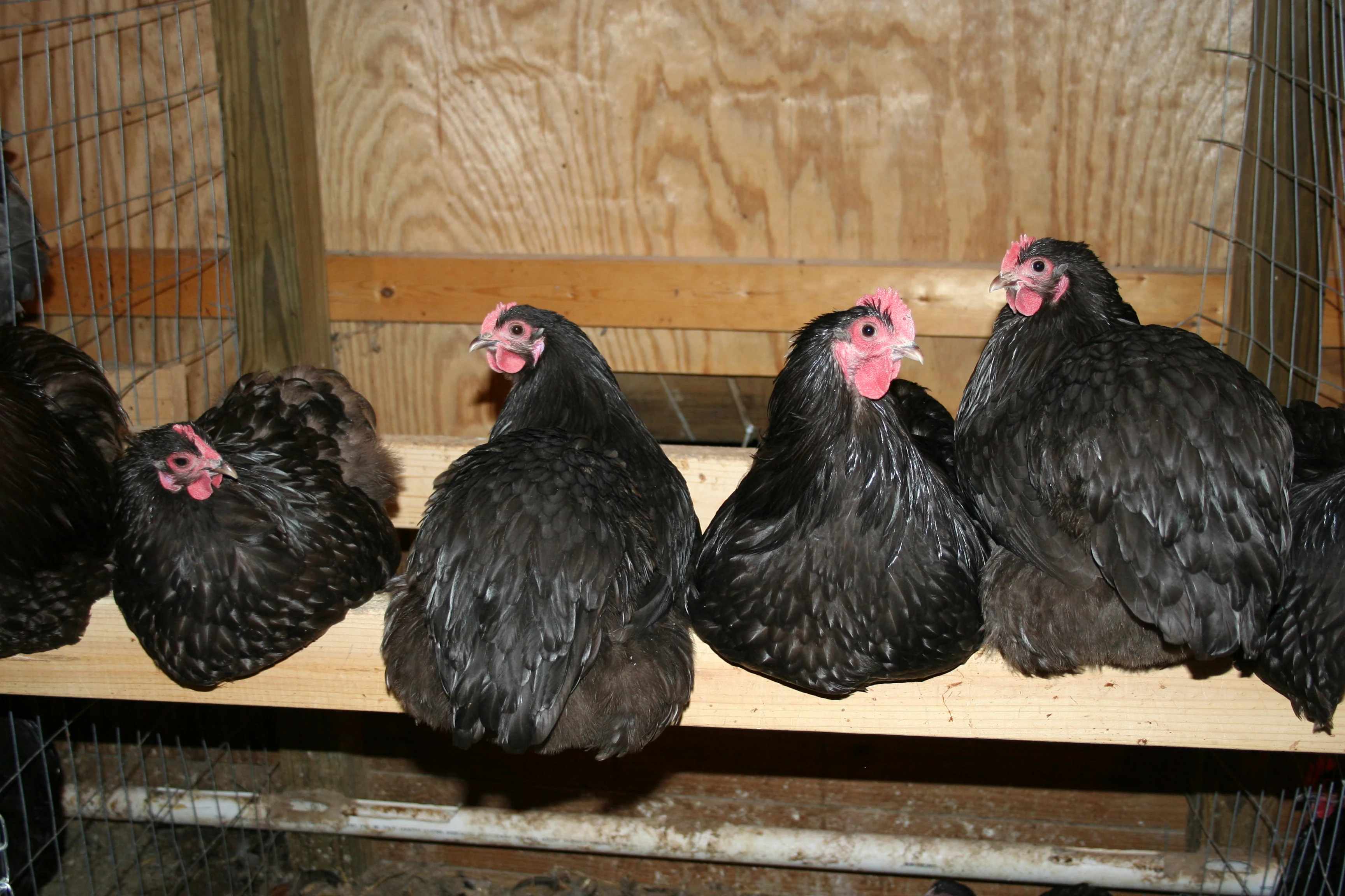 Chocolate Orpington Bantam Chicks - Image 8