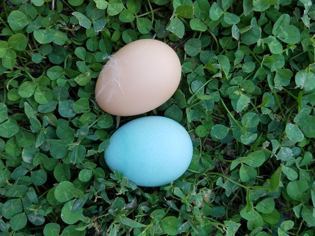 Ameraucana Chicks Blue Egg Layer - Image 11
