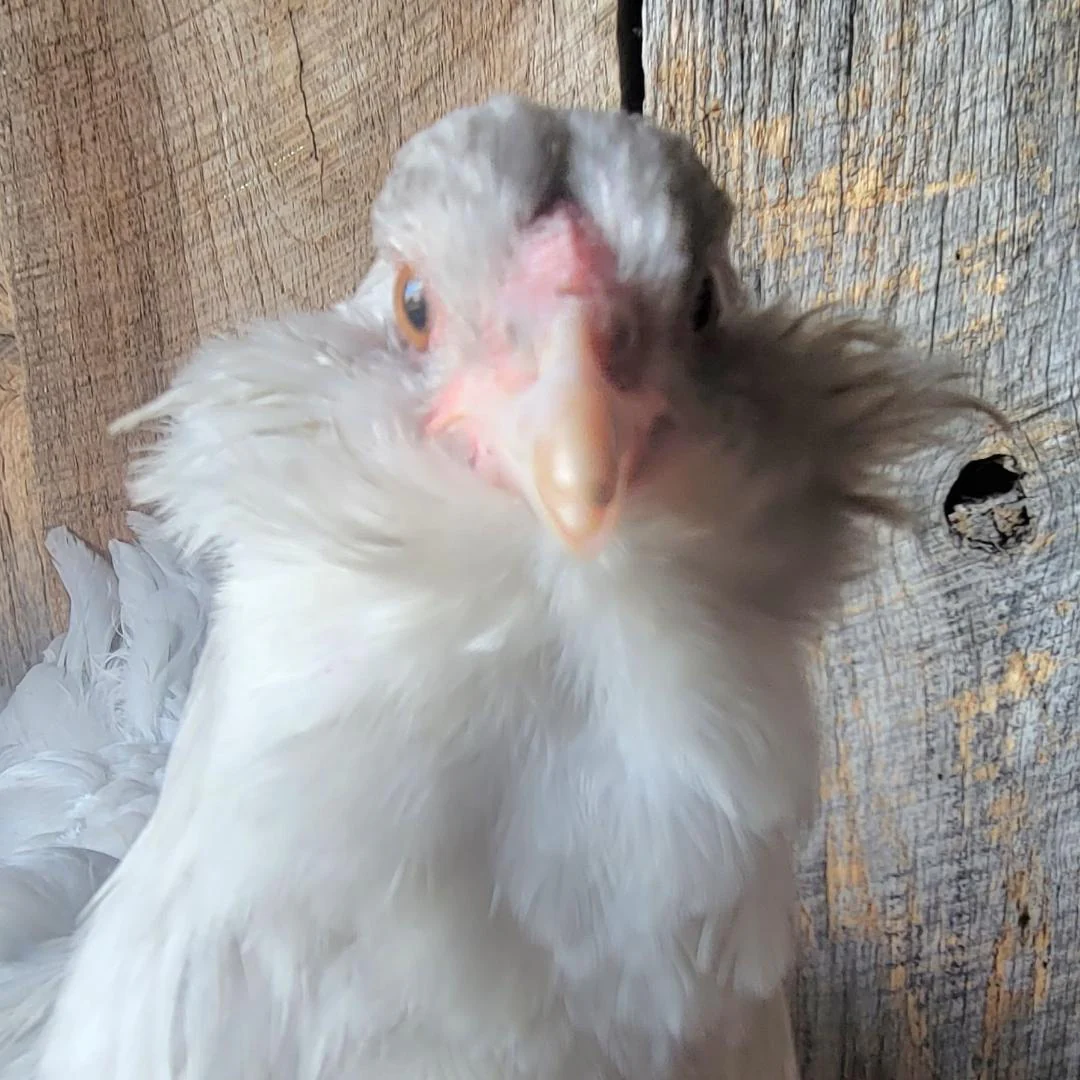 Ameraucana Fertile Hatching Eggs Blue Egg Layer - Image 10