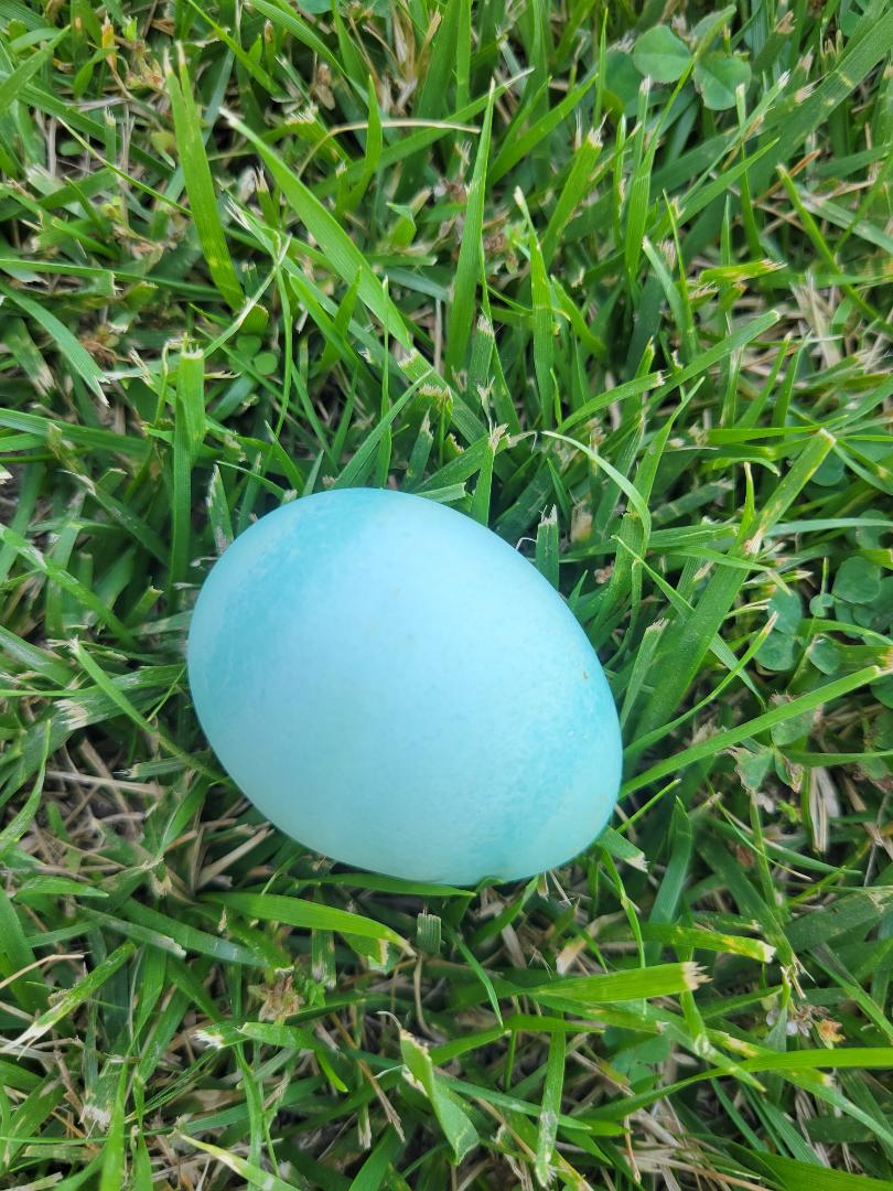 Ameraucana Fertile Hatching Eggs Blue Egg Layer - Image 8