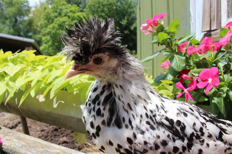 Appenzeller Silver Spitzhauben Fertile Hatching Eggs - Image 3