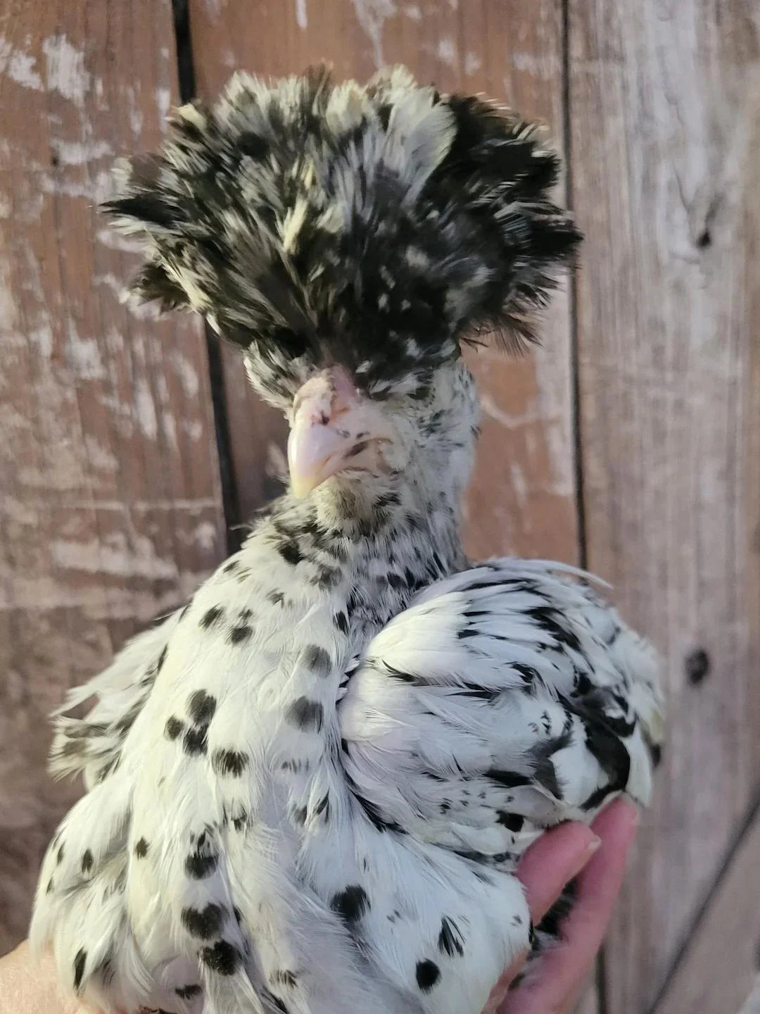 Appenzeller Silver Spitzhauben Fertile Hatching Eggs - Image 5