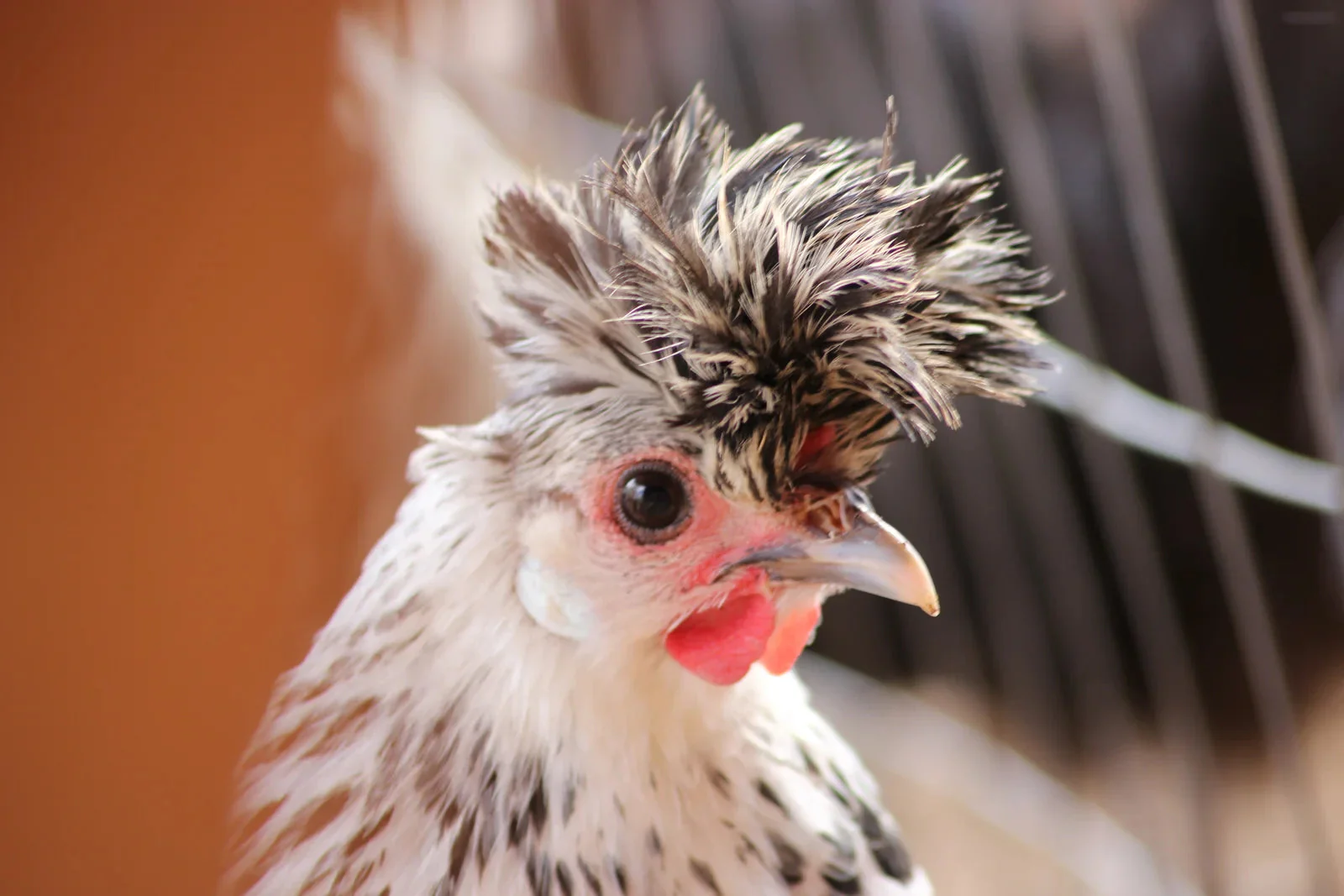 Appenzeller Silver Spitzhauben Started Young Pullet Hen - Image 5