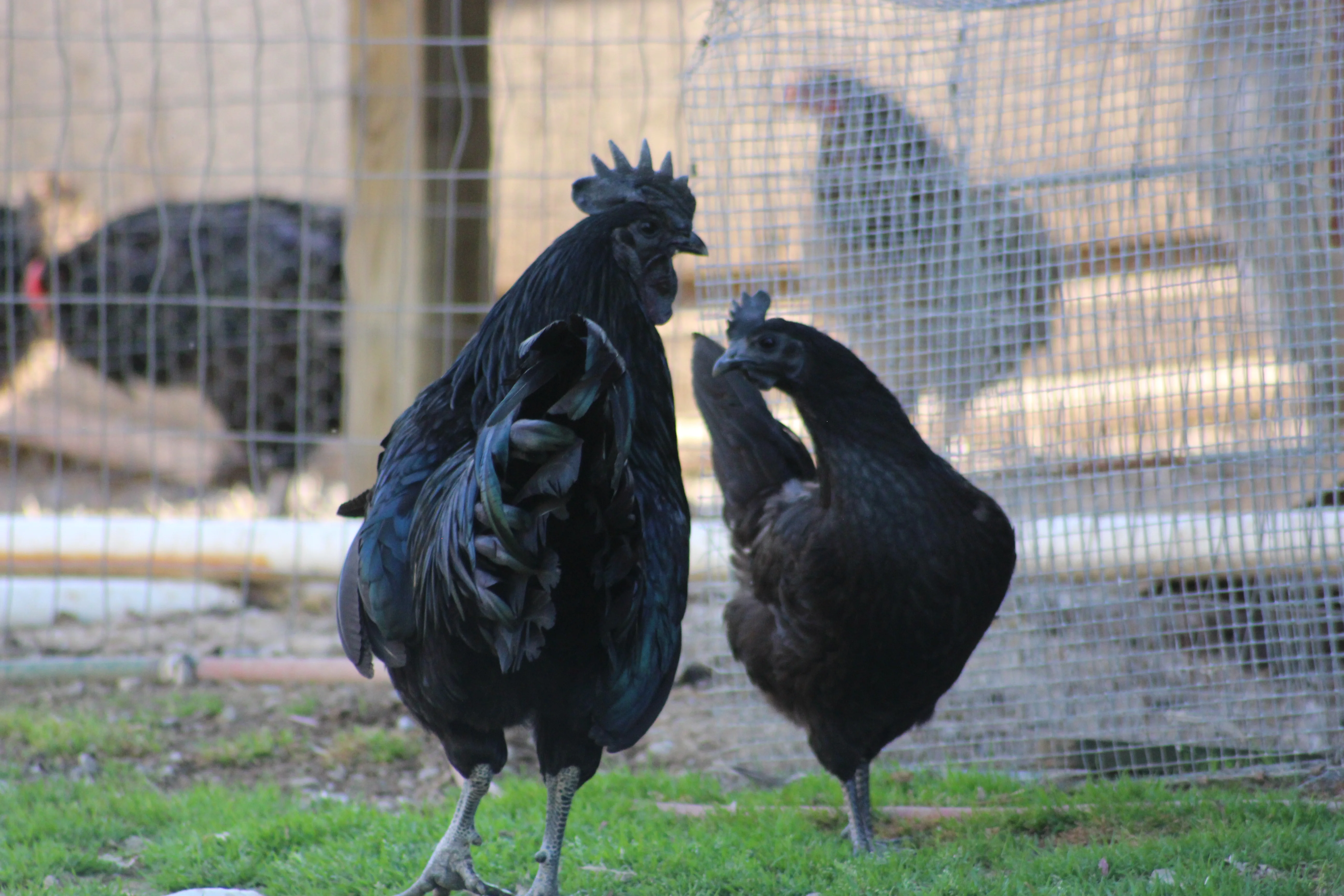 Ayam Cemani Started Young Pullet Hens - Image 6