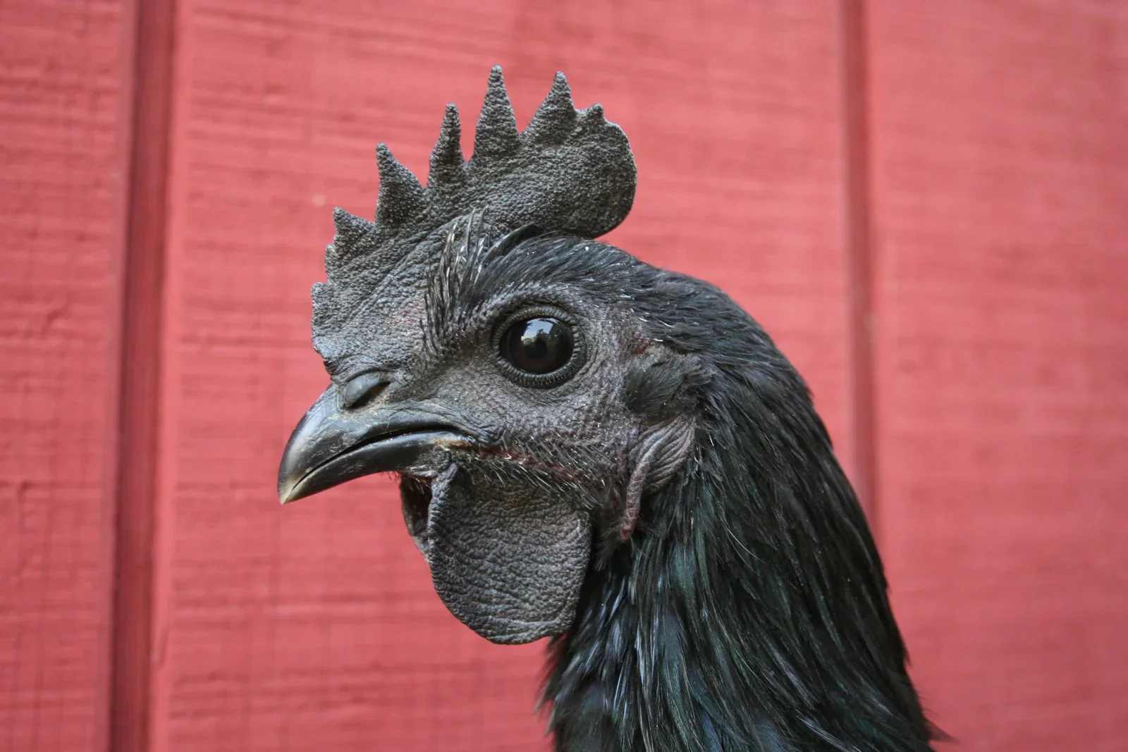 Ayam Cemani Chicks / The Black Chicken - Image 3