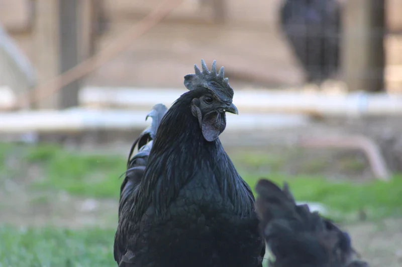 Ayam Cemani Chicks / The Black Chicken - Image 4