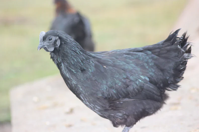 Ayam Cemani Chicks / The Black Chicken - Image 5