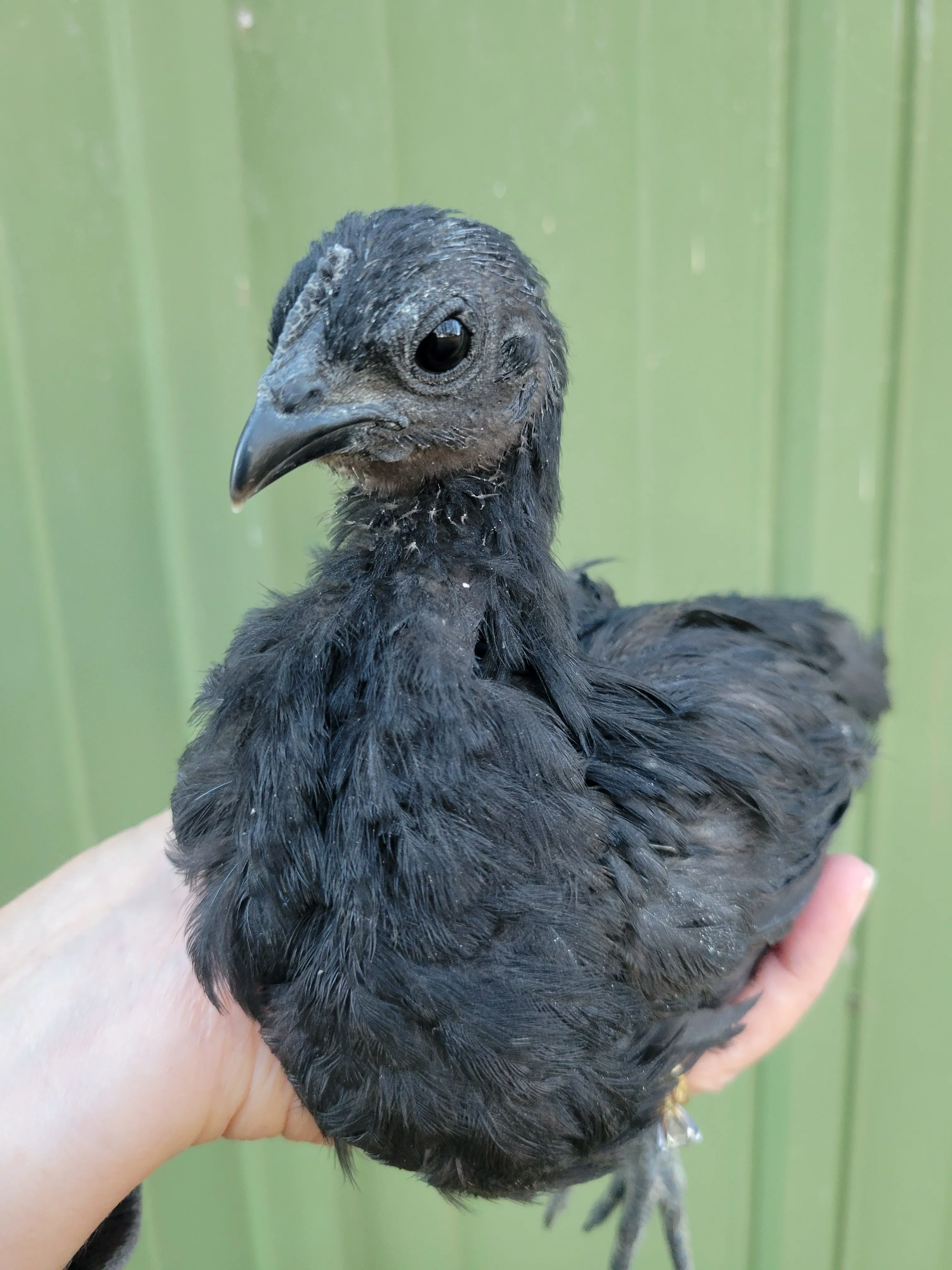 Ayam Cemani Chicks / The Black Chicken - Image 7