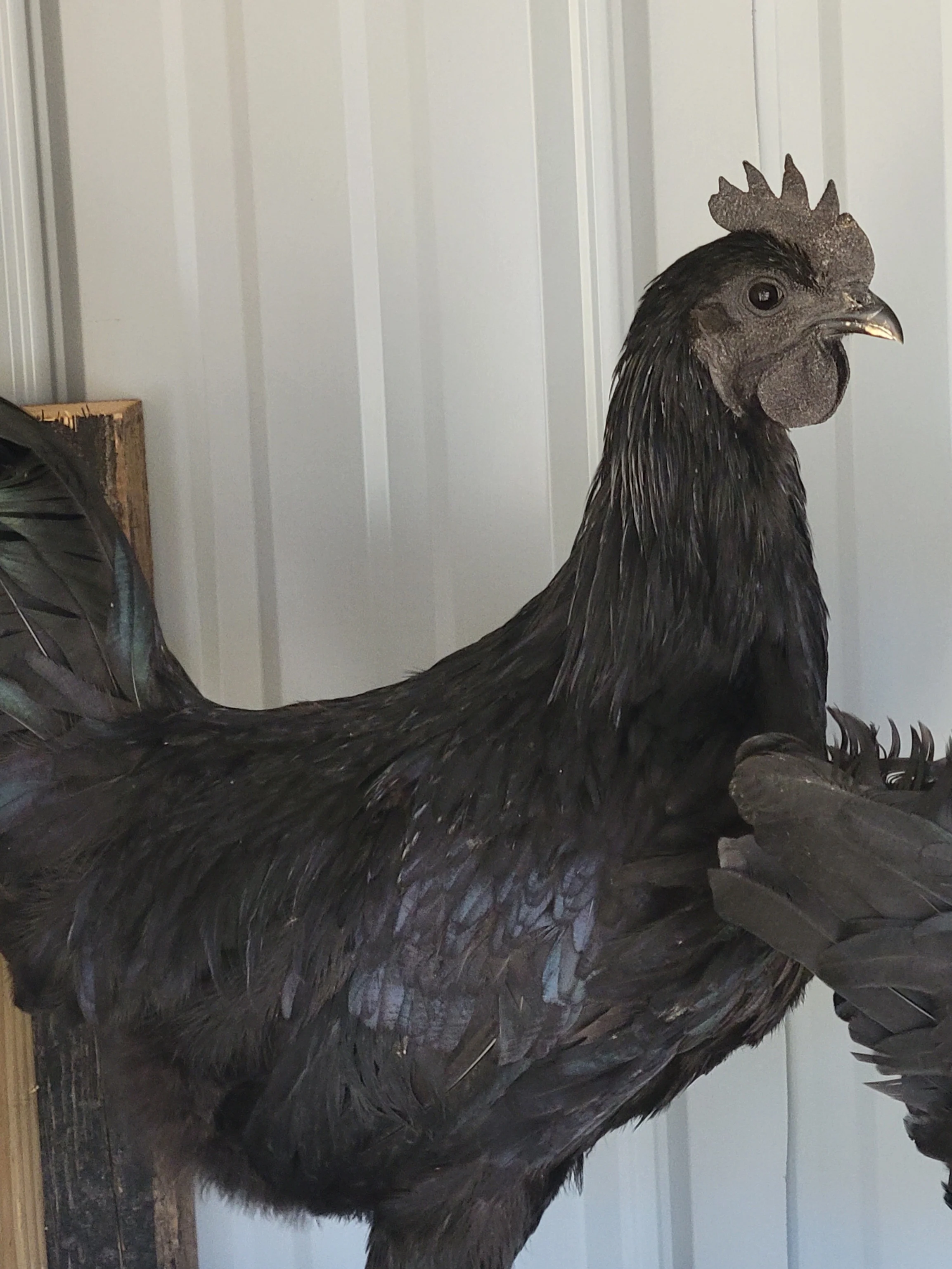 Ayam Cemani Chicks / The Black Chicken - Image 8