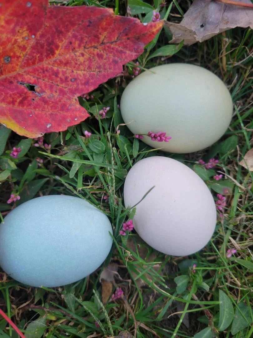 Black Orpington Started Young Pullet Hens - Image 7