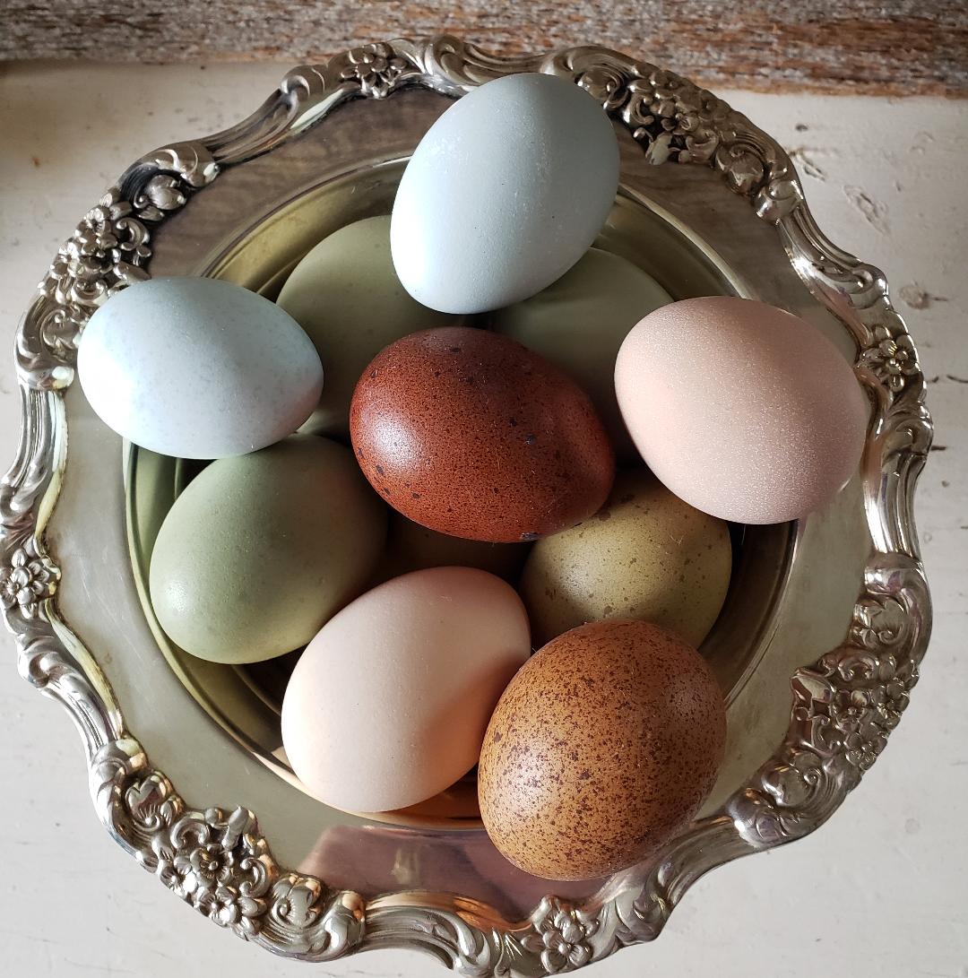 Black Orpington Started Young Pullet Hens - Image 8