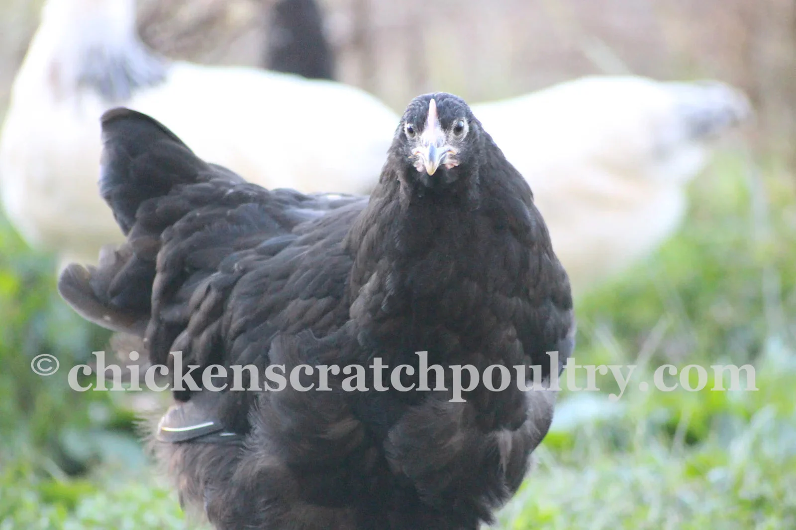 Black Orpington Fertile Hatching Eggs - Image 3