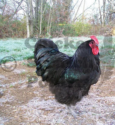 Black Orpington Fertile Hatching Eggs - Image 4