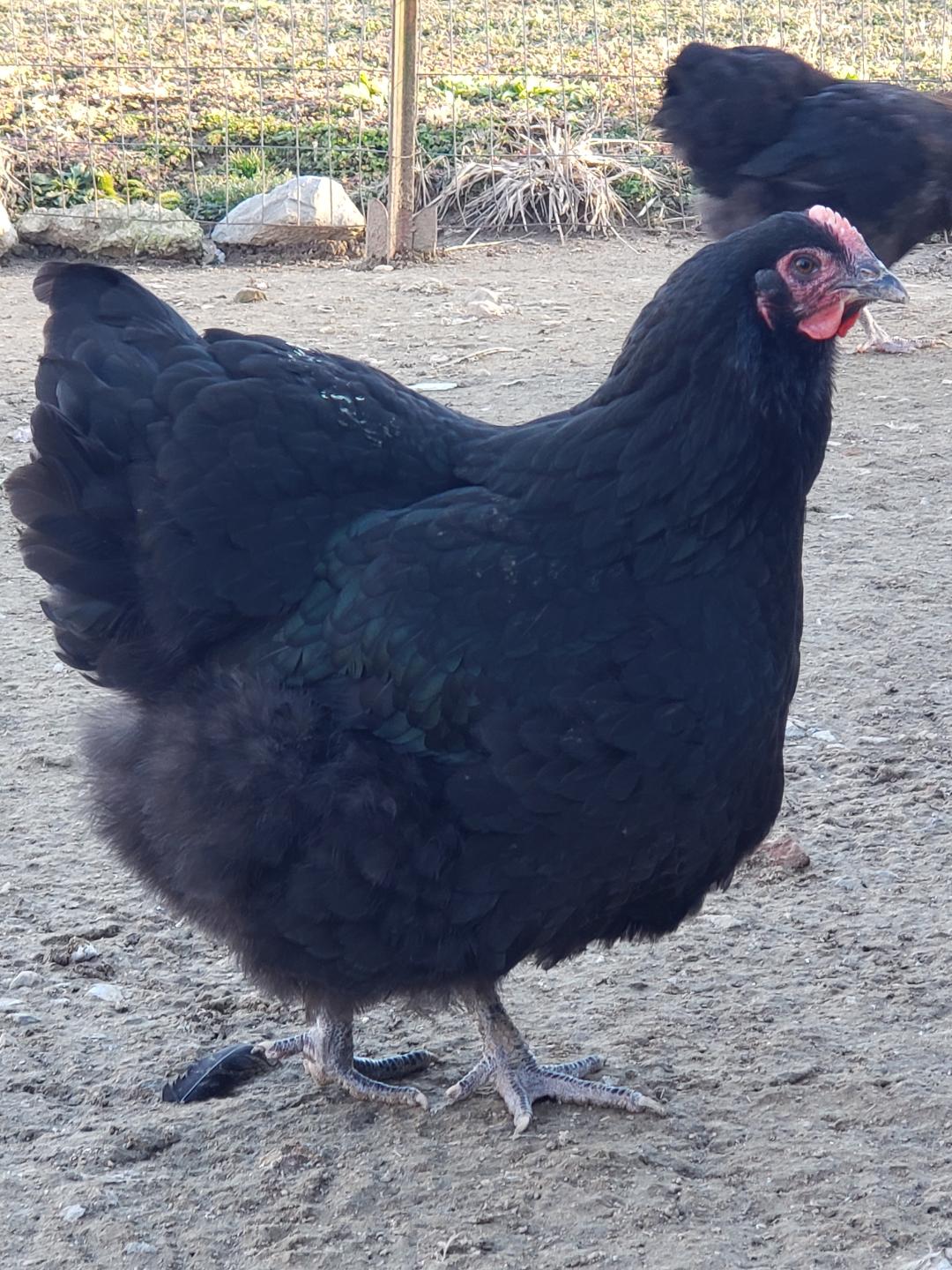 Black Orpington Fertile Hatching Eggs - Image 5