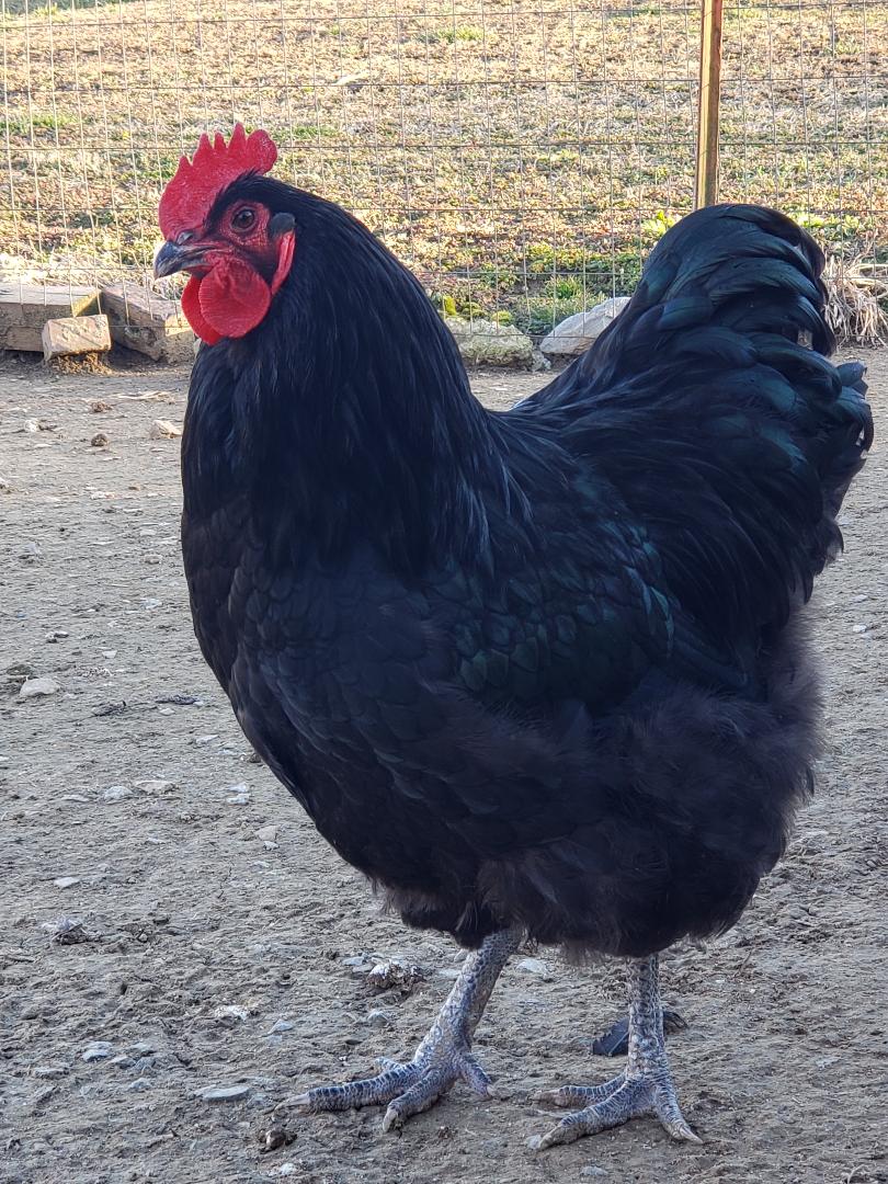 Black Orpington Fertile Hatching Eggs - Image 6