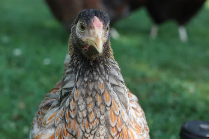 Blue Laced Red Wyandotte Fertile Hatching Eggs - Image 10