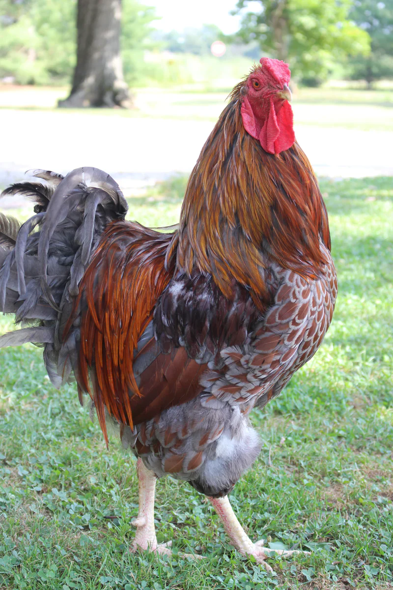 Blue Laced Red Wyandotte Fertile Hatching Eggs - Image 11
