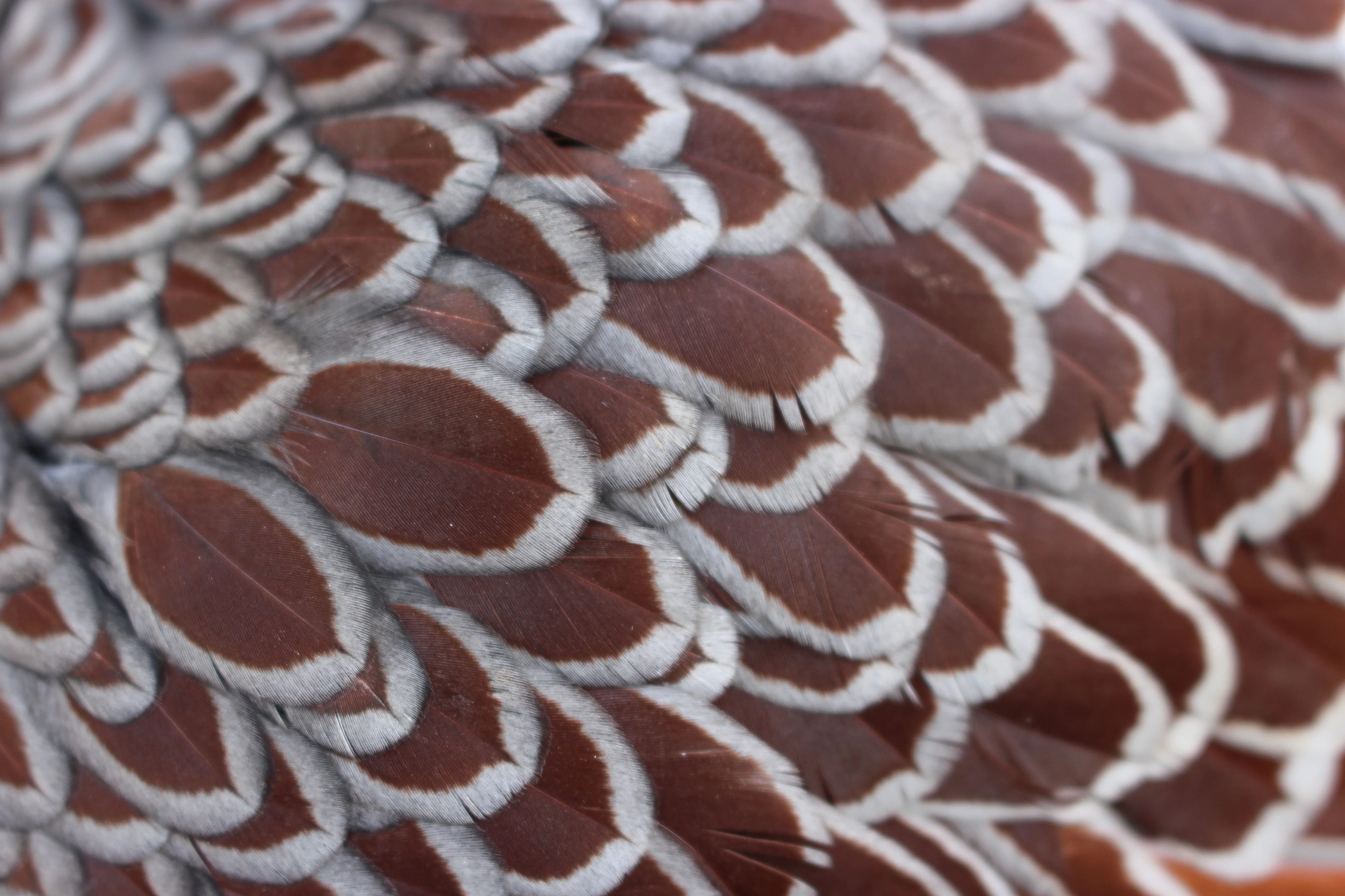 Blue Laced Red Wyandotte Fertile Hatching Eggs - Image 4