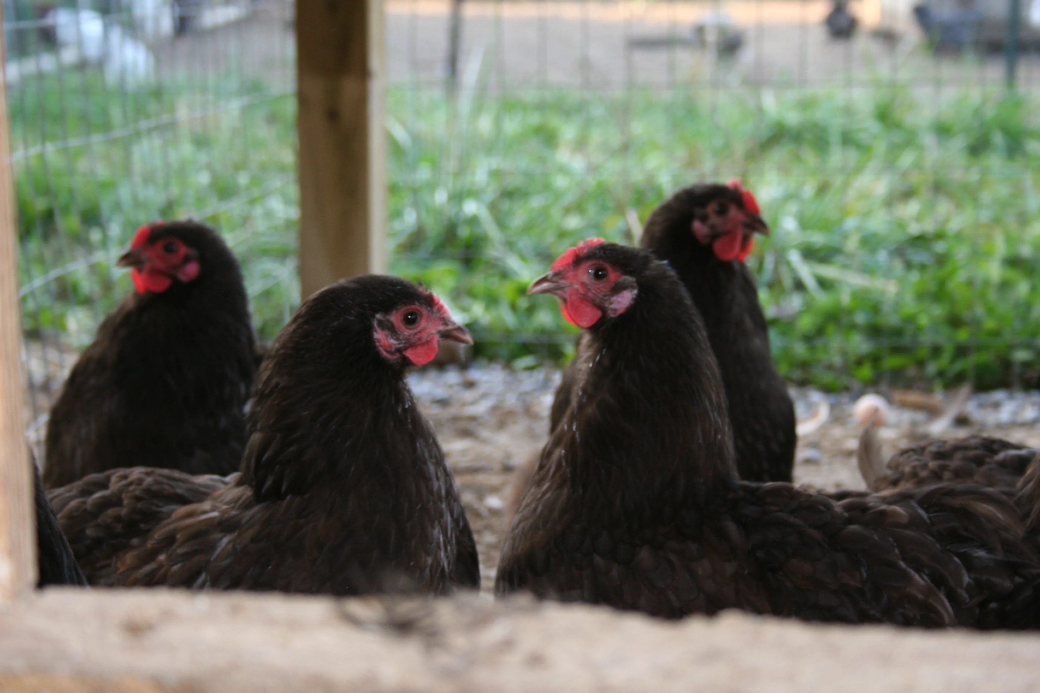 Chocolate Orpington Bantam Started Young Pullet Hens - Image 4