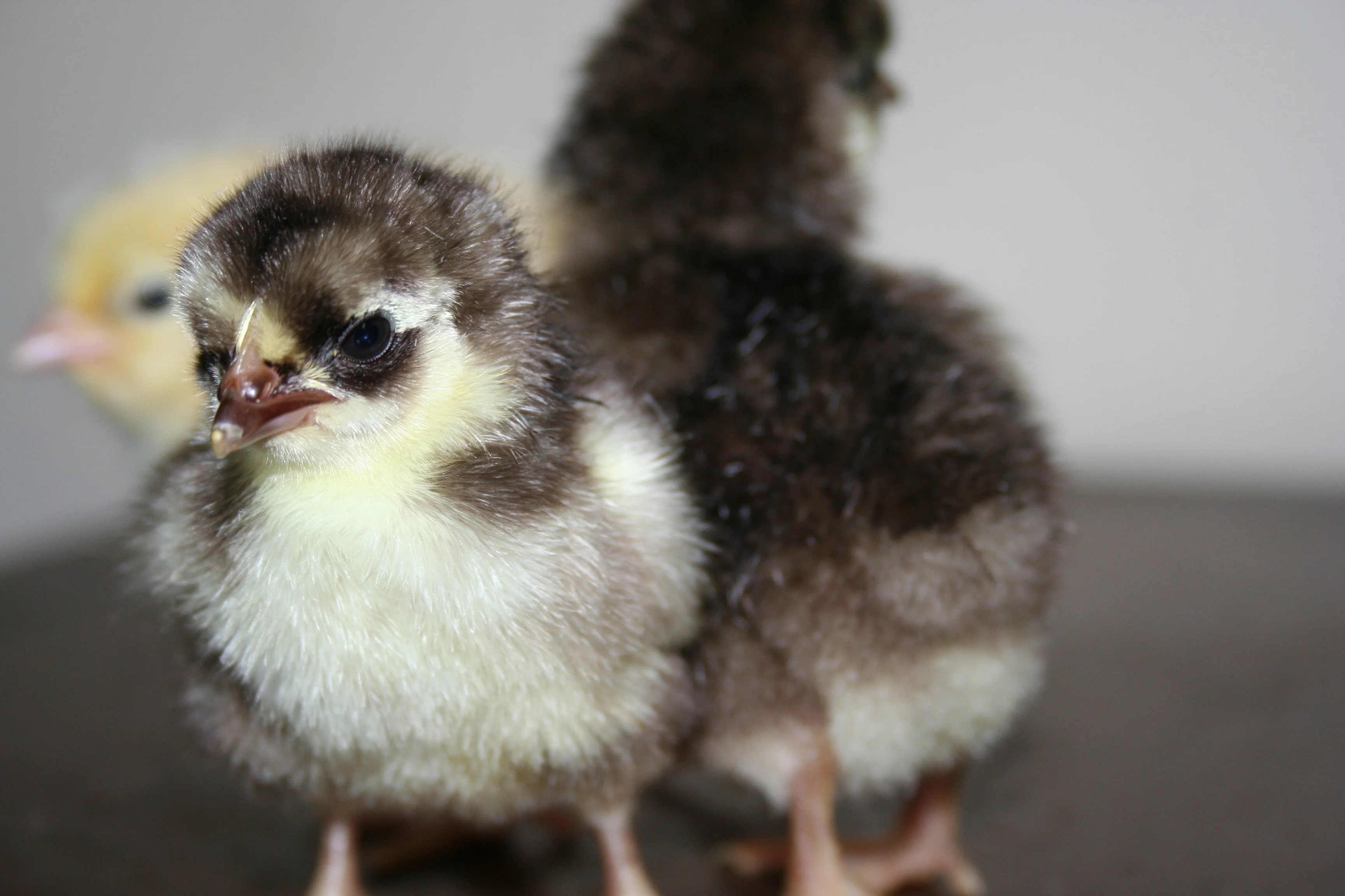 Chocolate Orpington Bantam Fertile Hatching Eggs - Image 8